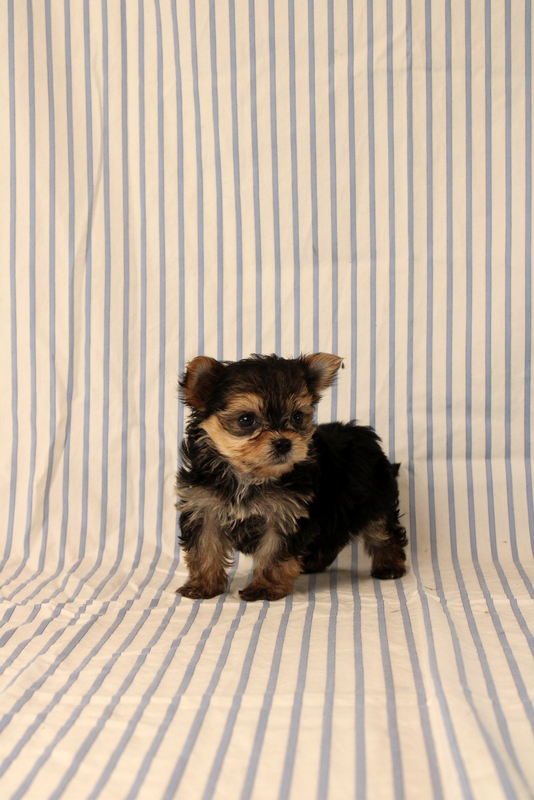 puppy, for, sale, Morkie, Matthew B. Stoltzfus, dog, breeder, Gap, PA, dog-breeder, puppy-for-sale, forsale, nearby, find, puppyfind, locator, puppylocator, aca